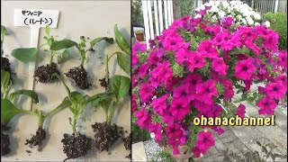 挿し芽で増やして楽しむ❢ペチュニアquotサフィニアquot🌱How to grow Petunia quotSurfiniaquot from Cuttings🌱 [upl. by Bergmann]