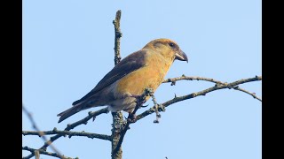 Common Crossbill Lynford Arboretum Norfolk 1124 [upl. by Nemracledairam]