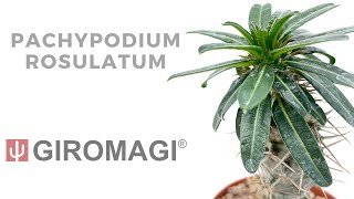 Pachypodium rosulatum [upl. by Simpson488]