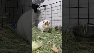 My Guinea Pig Gets So Excited To See Me [upl. by Isidro]