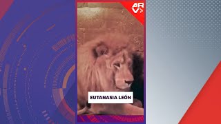 León en Guatemala recibirá la eutanasia y desata controversia  ARV [upl. by Kirtley]