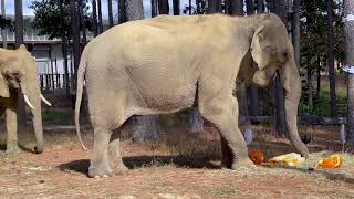 The Elephant Sanctuary  Nosey and Sissys Halloween Monster Mash [upl. by Oak]