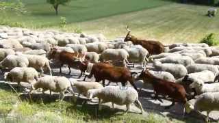 Transhumance provencale [upl. by Orms]