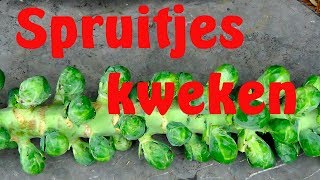 Spruitjes kweken [upl. by Kcoj245]