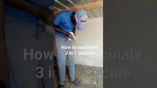 How to use eye drop 3in1 vaccine in chickens farming vaccine chicken commercial viralshort [upl. by Omero]