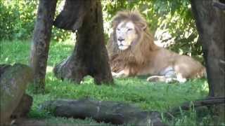 Una visita al zoologico de Buenos Aires [upl. by Dimitri]