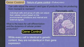 Gene Control Part 1 Eukaryotes [upl. by Erodavlas]