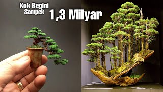 Inilah 5 Bonsai Termahal dan terbaik Didunia POHON KERDIL YANG UNIK [upl. by Regni]