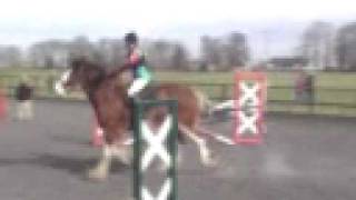 Clydesdale Jumping [upl. by Athiste]