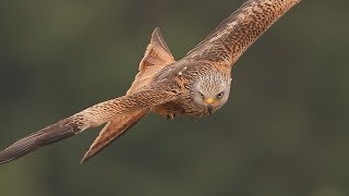 Red Kites in flight close up [upl. by Ellary]