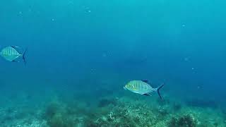 【映像記録】クロヒラアジと泳ぐ Swim with Blue Trevally [upl. by Sanger63]