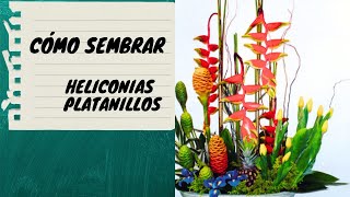 Cómo SEMBRAR HELICONIAS  Parte 1 [upl. by Nimsay]