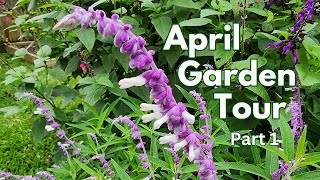 April 2024 Backyard Garden Tour  Part 1  pollinator garden🦋🐛  Texas Gulf Coast Zone 9b [upl. by Lasko38]