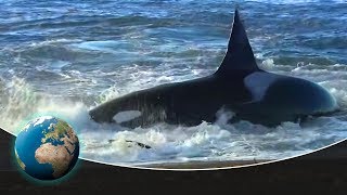 Patagonia Coast of the killer whales [upl. by Fisher]