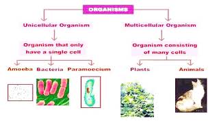 Fundamental of Cell Theory [upl. by Edgell]