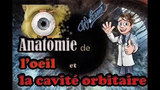 Anatomie de loeil et la cavité orbitaire [upl. by Assilrac]