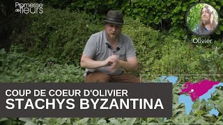 le coup de cœur dOlivier  le Stachys byzantina [upl. by Eusebio]