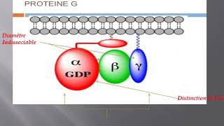 la structure et lactivation de protéine G [upl. by Noam]