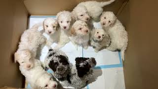 Lagotto Litter’s first trip to the vet  8 weeks old 23rd Nov 2022 [upl. by Dominick]