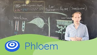 Translocation Phloem  GCSE science Biology 91 [upl. by Amees]