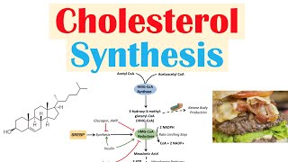 Cholesterol Synthesis  How Our Bodies Make Cholesterol [upl. by Joon]