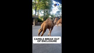 Camels run around amusement park after breaking out of enclosure [upl. by Adyl326]