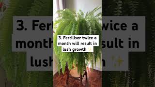 Boston Fern Care Guide bostonfern fern indoorplants [upl. by Bigot202]