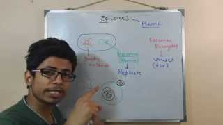 Episome  genomic DNA and plasmid in conjugation [upl. by Eveam461]