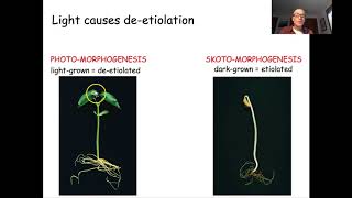 Bio332LN6 phytochrome [upl. by Oicinoid]