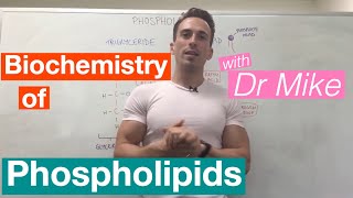 Phospholipids  Biochemistry [upl. by Koralle]