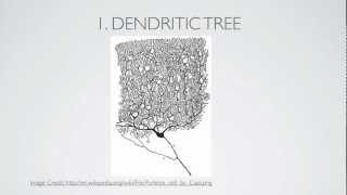 What Is A Dendrite [upl. by Tra]