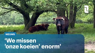 Schotse hooglanders worden gemist in Gennep  L1 Nieuws [upl. by Loginov453]