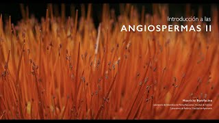 Introducción a las Angiospermas II Androceo amp Gineceo [upl. by Rebeh559]