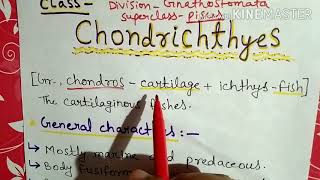 Class chondrichthyes characters and classification in Hindi [upl. by Ludmilla448]