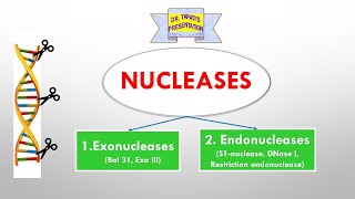 Nucleases  Endonucleases and Exonucleases  DNA manipulative Enzymes  rDNA Technology [upl. by Wemolohtrab]