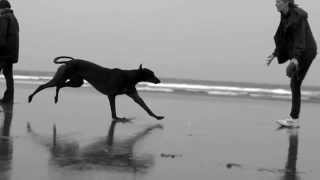 GREYHOUND galloping slow motion 1000frames per second [upl. by Kozloski904]