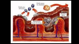 Food Grade Diatomaceous Earth [upl. by Hayilaa]