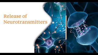 Release of Neurotransmitter at the synaptic cleft Part 4 neuronal Signaling [upl. by Eliak]