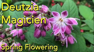 Deutzia Magicien Magician  A spring flowering shrub  Care and Pruning [upl. by Avin269]