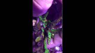 Acropora Eating Flatworm on a new colony we acquired [upl. by Aiuqenehs]