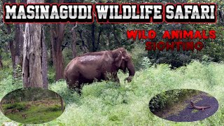 🔥Masinagudi Wild Animals Sighting  Mayar Road  Singara Road SimbaaVlogs [upl. by Llewoh]