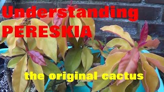 The Plant Traveller Understanding Pereskia  OriginalCactus orapronobis [upl. by Alletse]