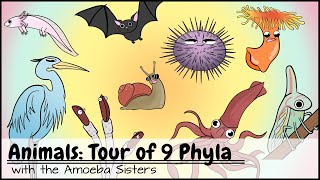 Animals Tour of 9 Phyla [upl. by Marcos]