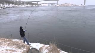 NORWAY fishing Saltstraumen [upl. by Peh]