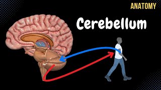 Cerebellum Anatomy External amp Internal Structures Tracts Nuclei [upl. by Puiia]