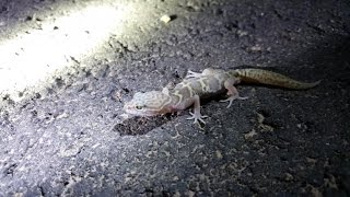 4K Desert Banded Gecko Catching Pet Reptiles in Arizona California UtahTexas Herping HD [upl. by Rett552]