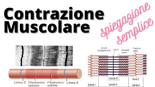 Contrazione muscolare actina miosina biochimica [upl. by Ttevi]