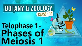 Telophase 1  Phases of Meiosis 1  Cell Division  Biology Class 11 [upl. by Eboj95]