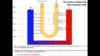 The Loop Of Henle Part 1  Countercurrent Multiplication [upl. by Elsie477]