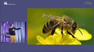 Conférence de Mathieu Lihoreau  À quoi pensent les abeilles [upl. by Ollehto]